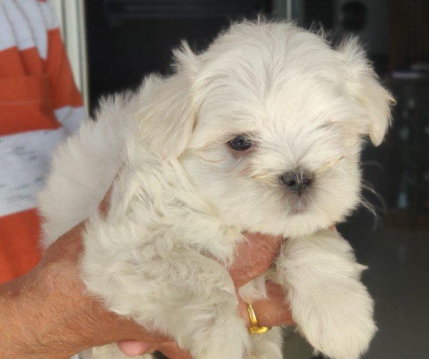 Maltese Female price in Ahmedabad