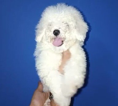 Maltese Male Price in Ahmedabad