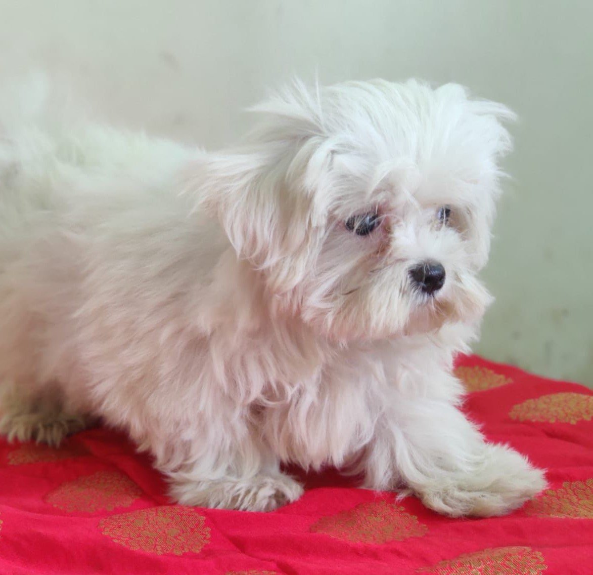 Pure Breed Maltese price in Ahmedabad