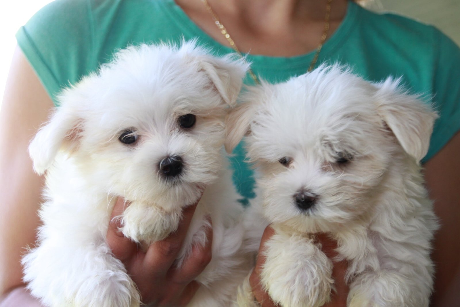 Maltese dog breeder in Bangalore