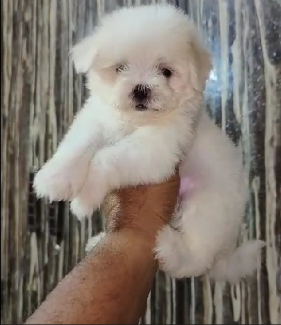 Maltese Female price in Bangalore