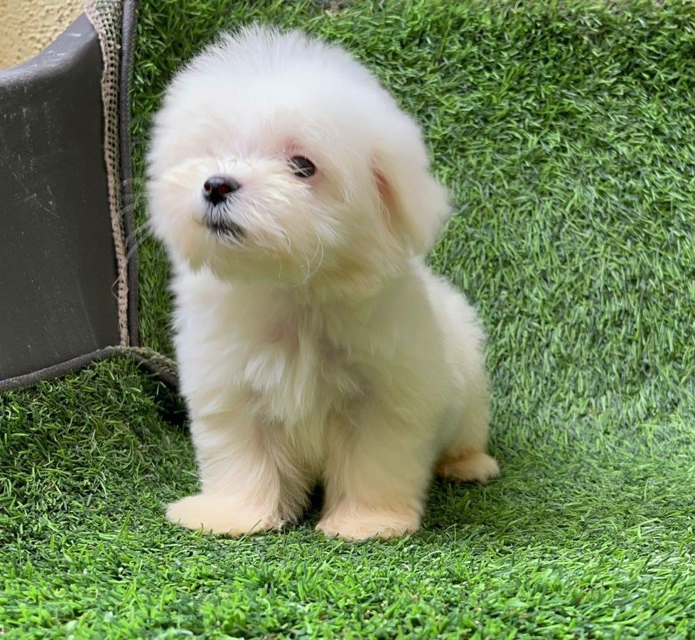 Maltese Male Price in Bangalore