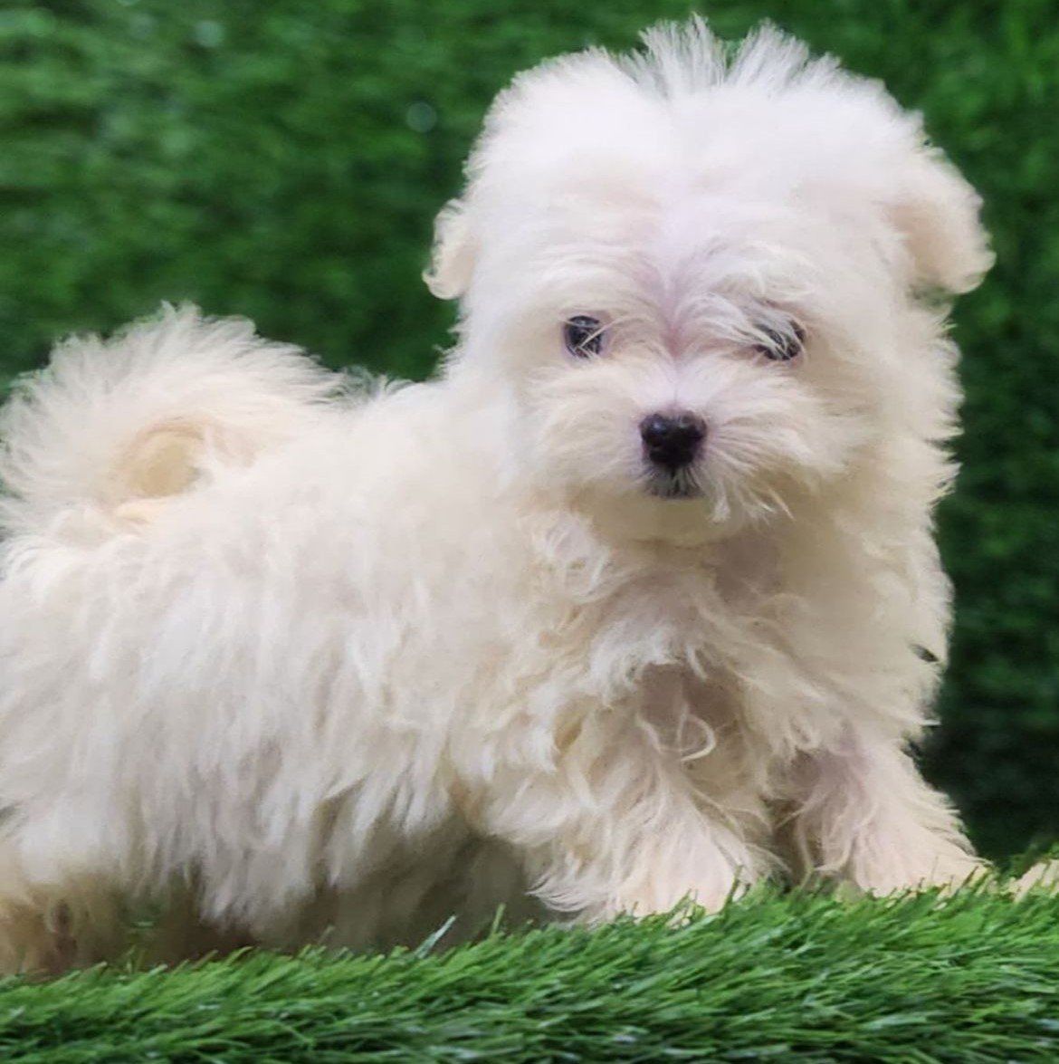 Maltese dog breeder in Chennai