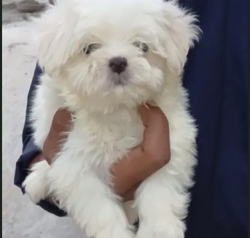Maltese Female price in Chennai