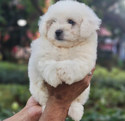 Maltese Male Price in Chennai
