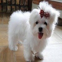 maltese male price in goa