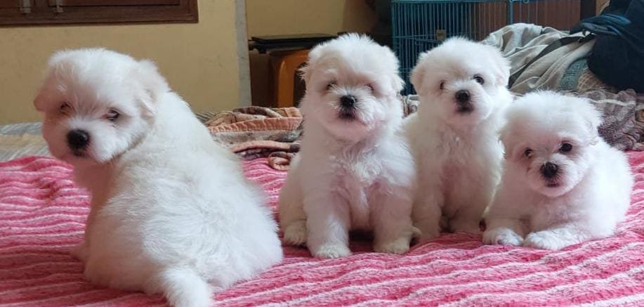 maltese female price in goa