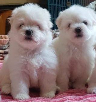 maltese puppies price in goa