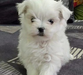 Maltese dog breeder in Hyderabad