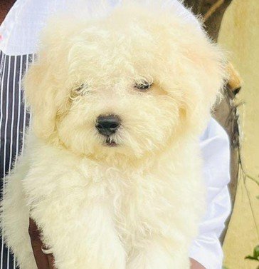 Pure Breed Maltese price in Hyderabad