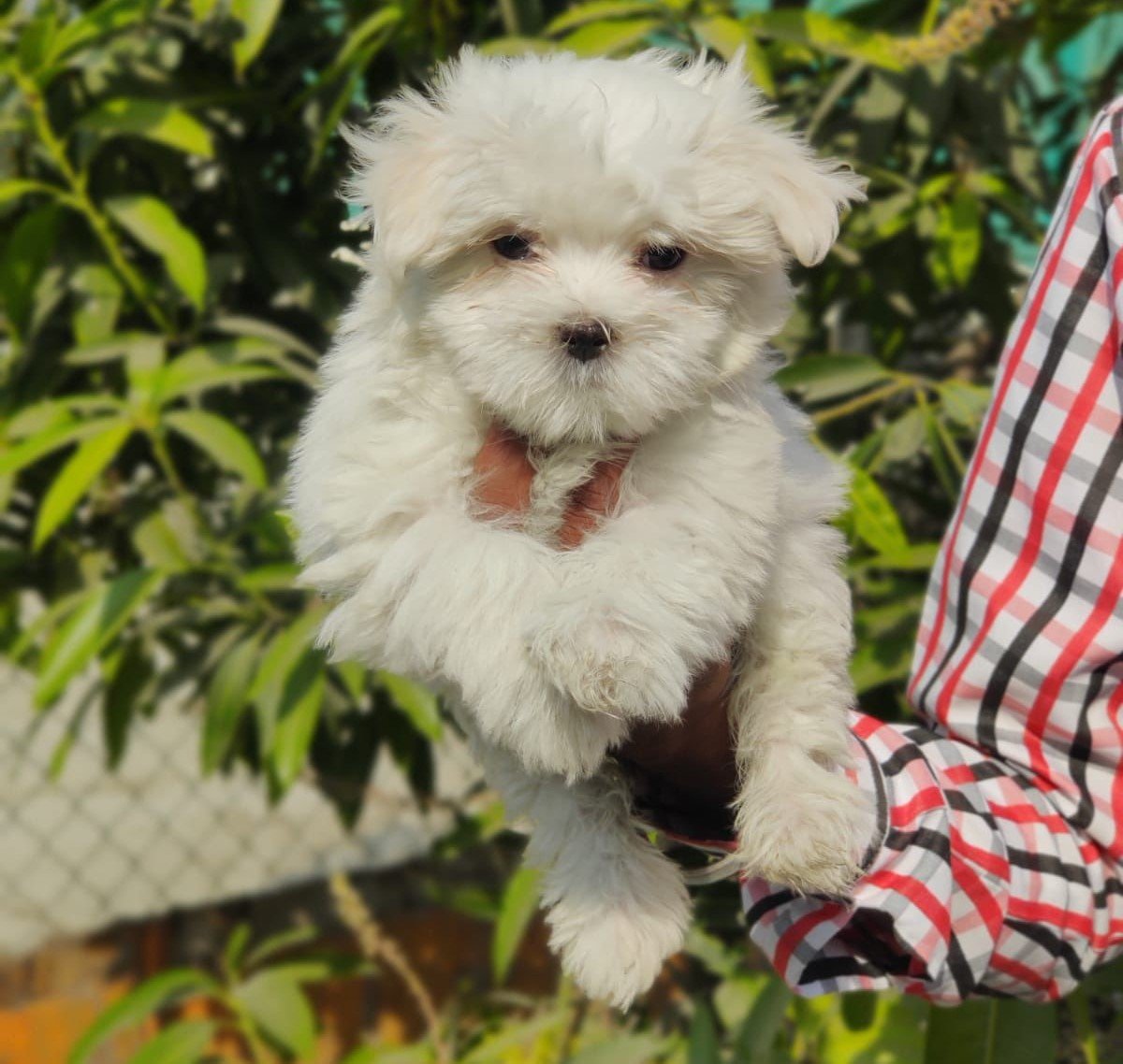 Maltese  pet shop in india