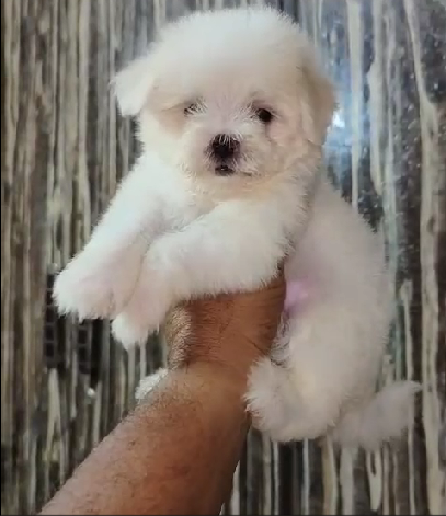 Maltese  dog breeder in india