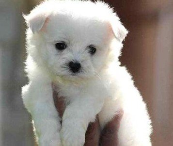 Maltese dog breeder in Kolkata
