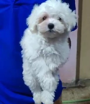 Pure Breed Maltese price in Kolkata