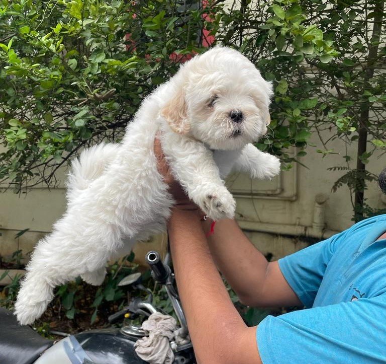 Maltese female price in mumbai