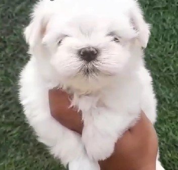 Pure Breed Maltese price in mumbai