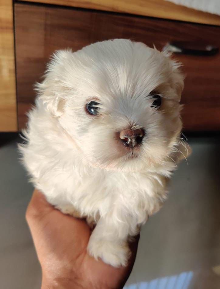 Maltese puppies price in pune