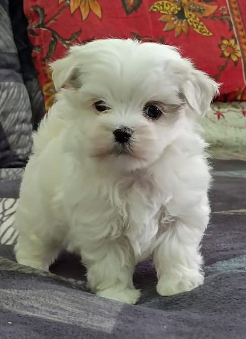 Maltese female price in pune