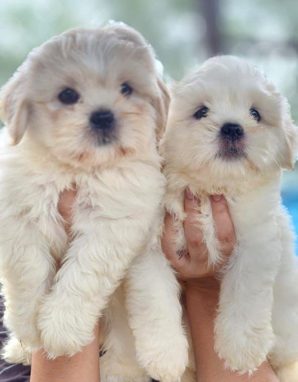 pure breed Maltese price in pune