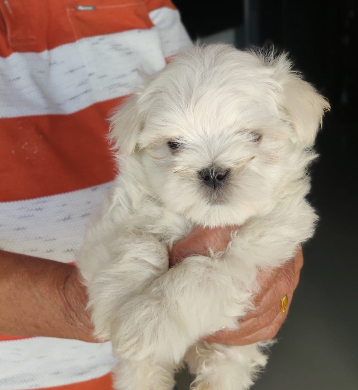 Maltese puppy price in pune