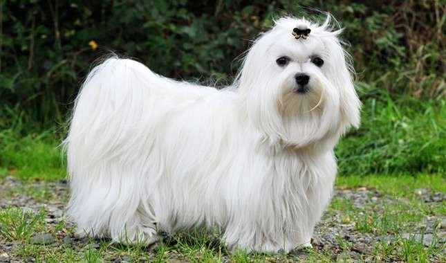 Maltese Female price in Vizag