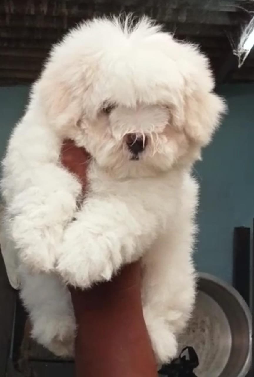 Maltese Male Price in Vizag