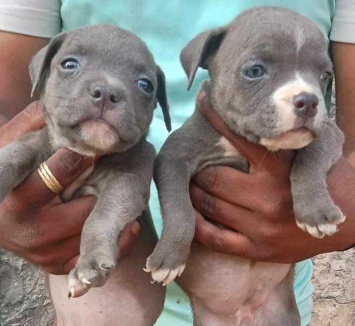 Pitbull dog breeder in Ahmedabad