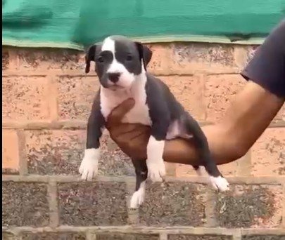 Pitbull Female price in Ahmedabad