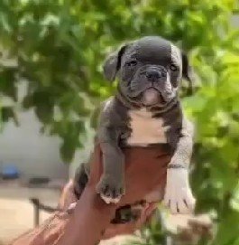 Pitbull Male Price in Ahmedabad