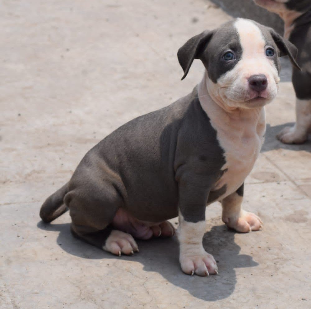 Pitbull online price in Ahmedabad