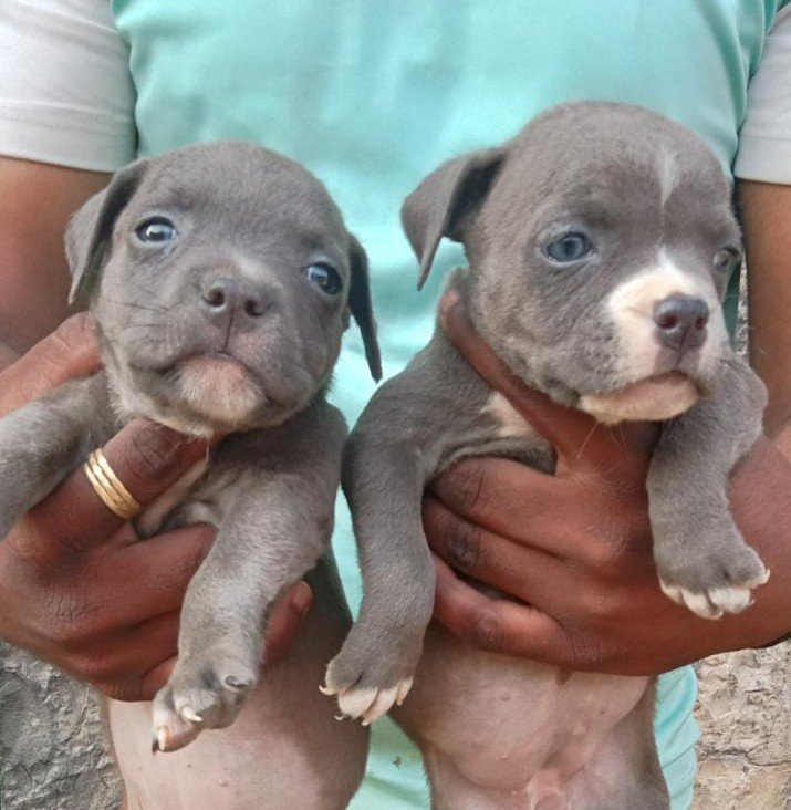 Pitbull Price In Bangalore