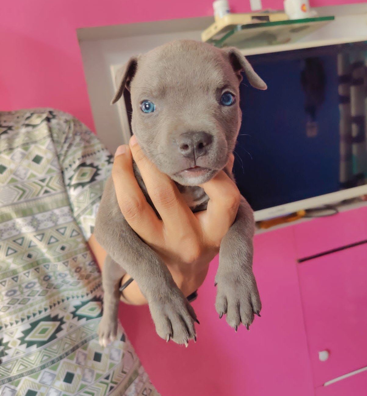 Pitbull dog breeder in Bangalore