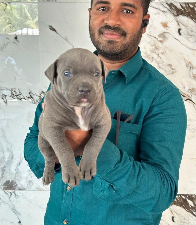 Pitbull Male Price in Bangalore