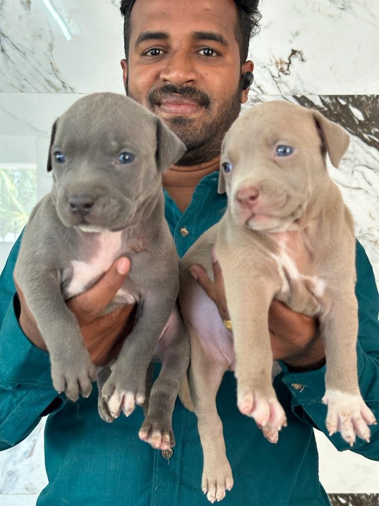 Pure Breed Pitbull price in Bangalore