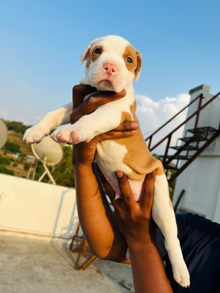 Pitbull online price in Bangalore