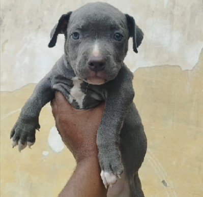 Pitbull Price In Chennai