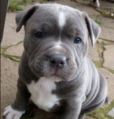 Pitbull dog breeder in Chennai