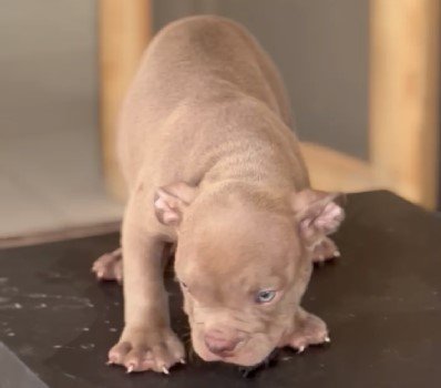 Pitbull Female price in Chennai