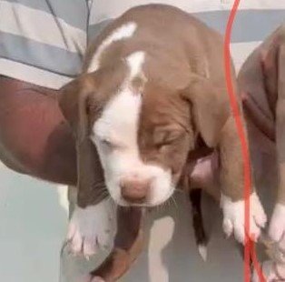 Pitbull Male Price in Chennai