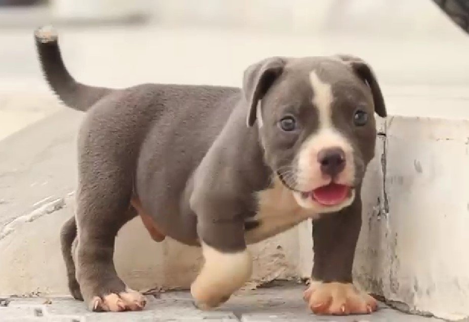 Pure Breed Pitbull price in Chennai