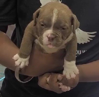 Pitbull online price in Chennai