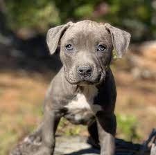 pitbull for sale in goa