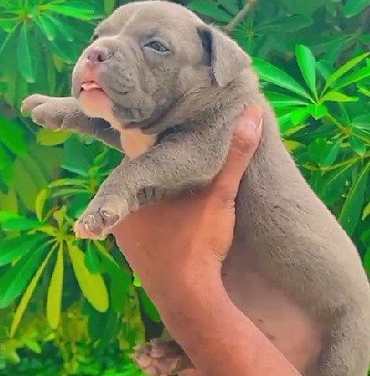 Pitbull Price In Hyderabad