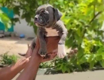 Pitbull Price In Hyderabad