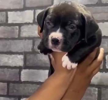 Pitbull dog breeder in Hyderabad