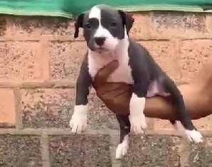 Pitbull Female price in Hyderabad
