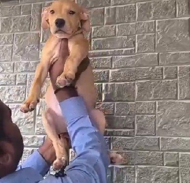 Pitbull Male Price in Hyderabad
