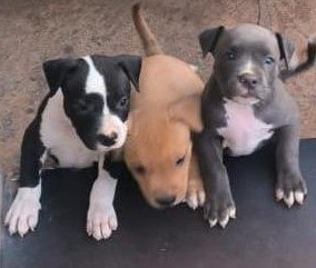 Pure Breed Pitbull price in Hyderabad