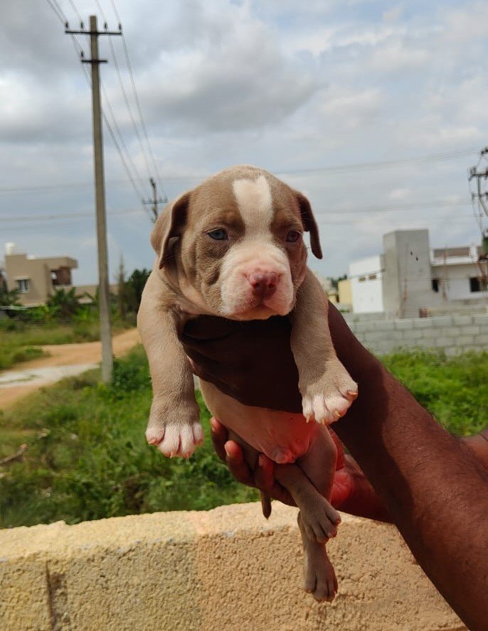 Pitbull  male price in india