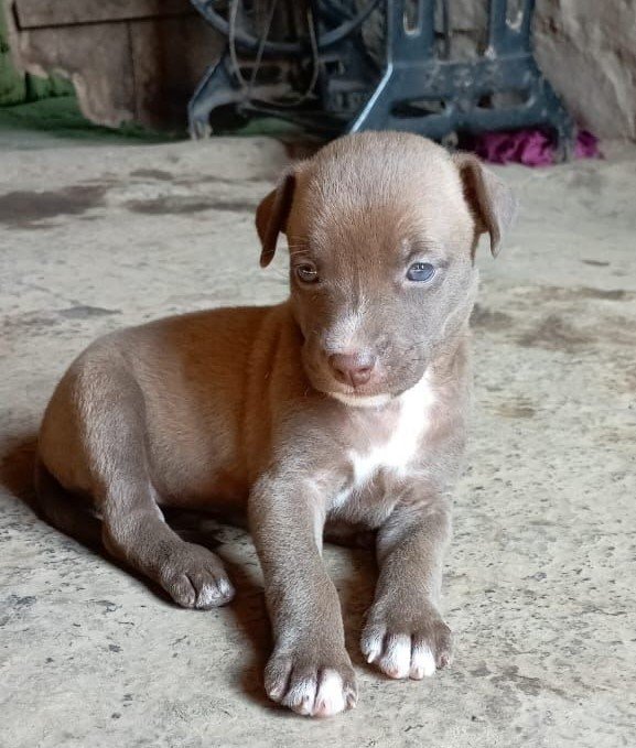 Pitbull pet shop in india